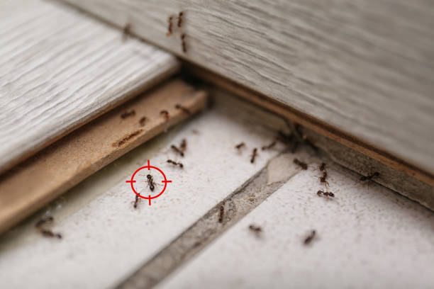 Best Wasp Removal Services  in Sunnyvale, CA