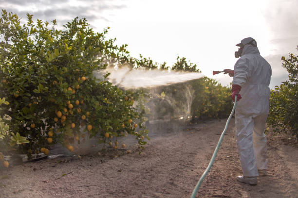 Best Pest Inspection Near Me  in Sunnyvale, CA