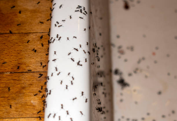 Best Ant Control Services  in Sunnyvale, CA